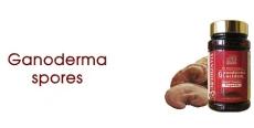 Reishi - Ganoderma 90 kapsl x 250mg